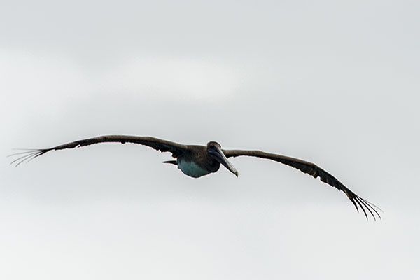 Pelícano - isla Santa Cruz - islas Galápagos - Ecuador 9.jpg